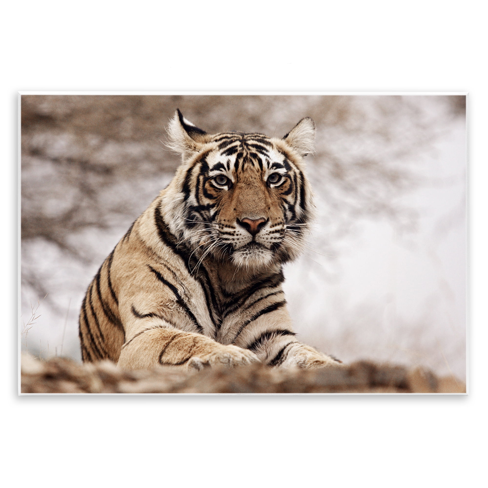 Stupell Industries Strong Tiger Atop Hill Animals & Insects Photography Unframed Art Print Wall Art, 19 x 13