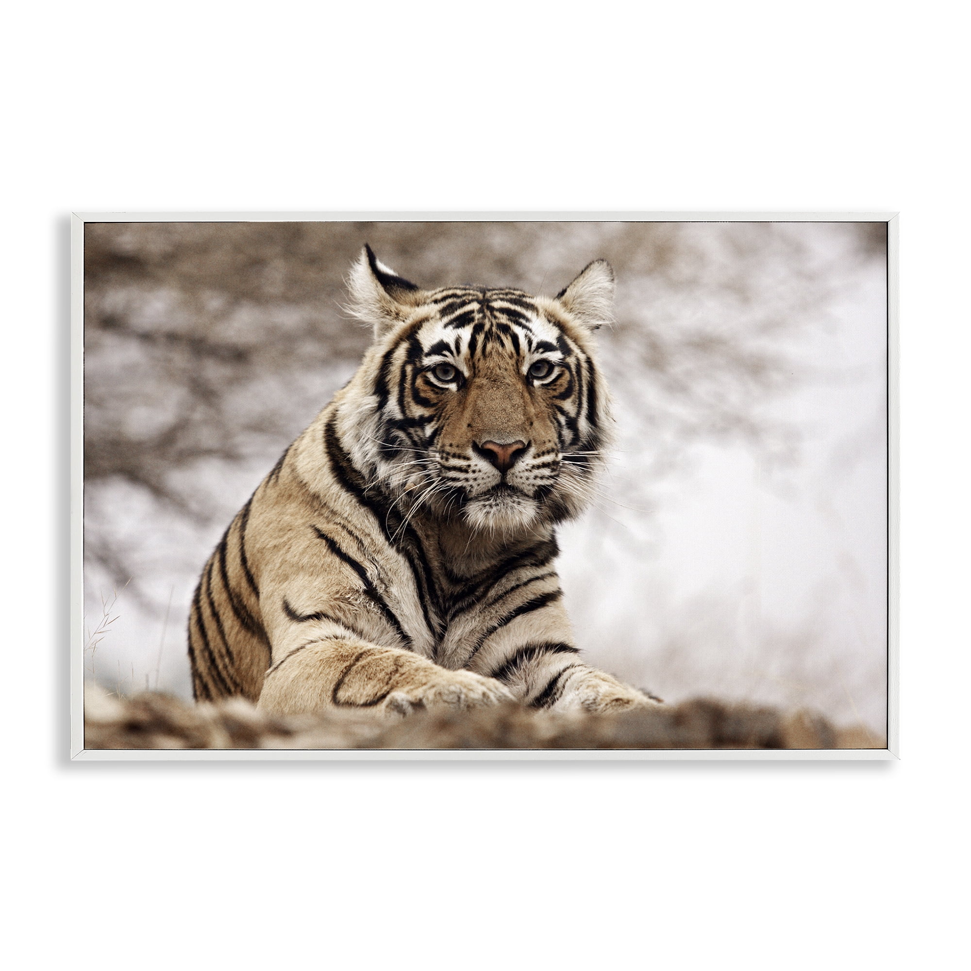Stupell Industries Strong Tiger Atop Hill Animals & Insects Photography White Framed Art Print Wall Art, 18 x 12