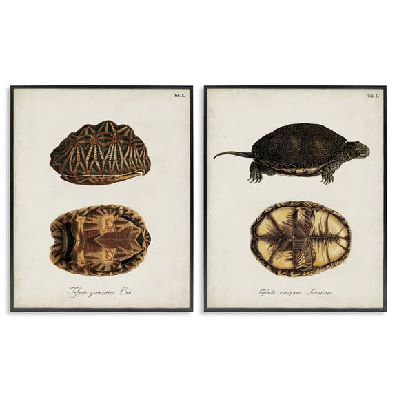 Stupell Industries Victorian Study of Antique Turtles Shells Latin Script Black 2pc Framed Giclee Art Set, 11 x 14 each, by Unknown Artist