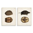 thumbnail image 1 of Stupell Industries Study of Antique Turtles Shells Latin Script Design by Unknown Artist, 1 of 4