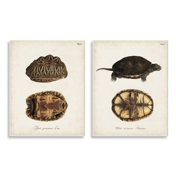Stupell Industries Study of Antique Turtles Shells Latin Script Design by Unknown Artist