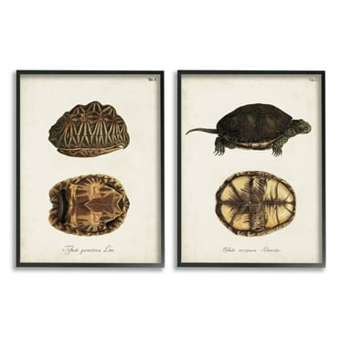 Stupell Industries Study of Antique Turtles Shells Latin Script Design by Unknown Artist