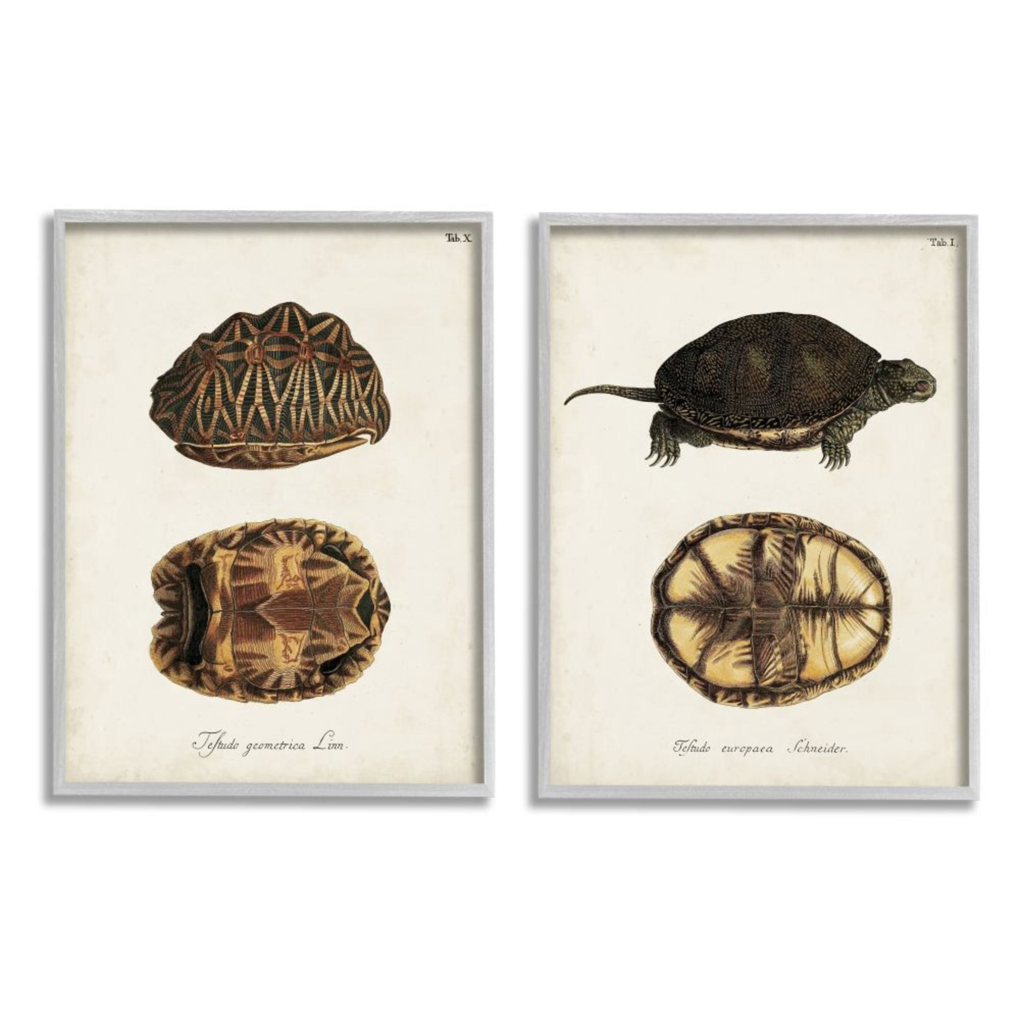 Stupell Industries Study of Antique Turtles Shells Latin Script Design by Unknown Artist