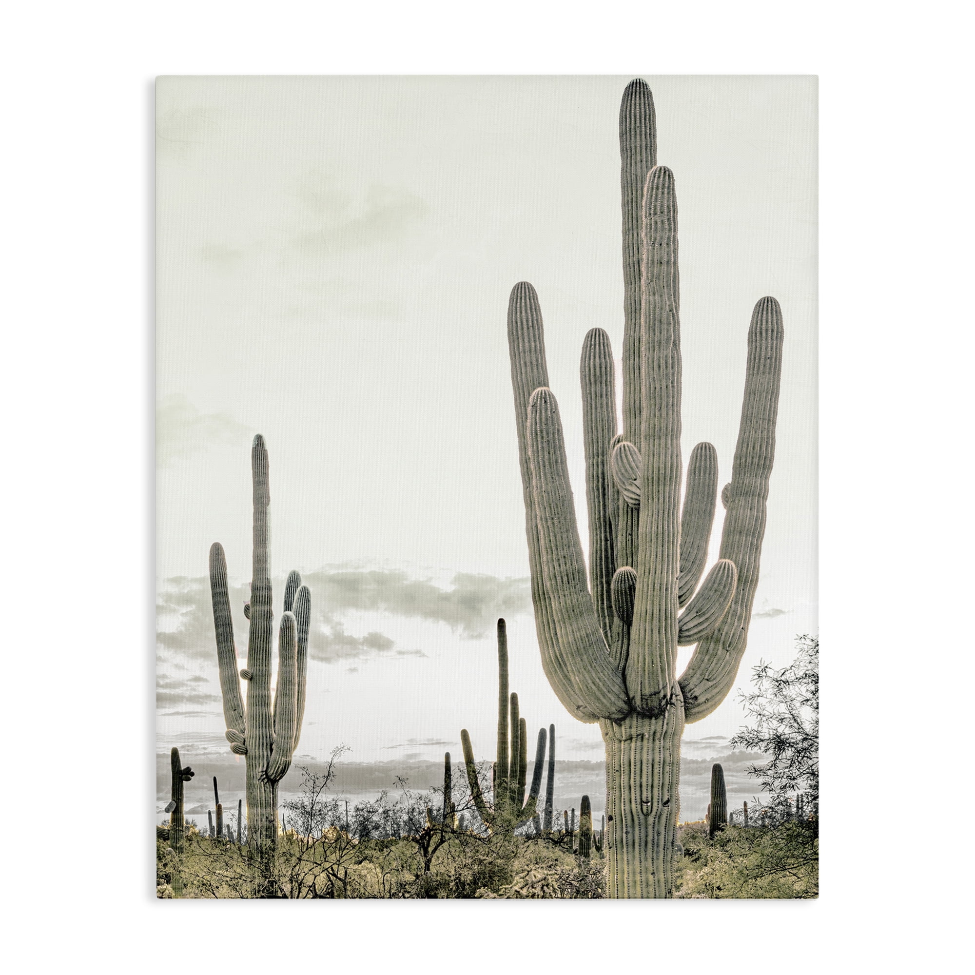 Stupell Industries Subdued Desert Cacti Canvas Wall Art, design by Kim Allen