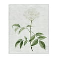 thumbnail image 1 of Stupell Industries Shabby Chic Subtle Neutral Flower Canvas Art, 16 x 20, by Lettered and Lined, 1 of 8
