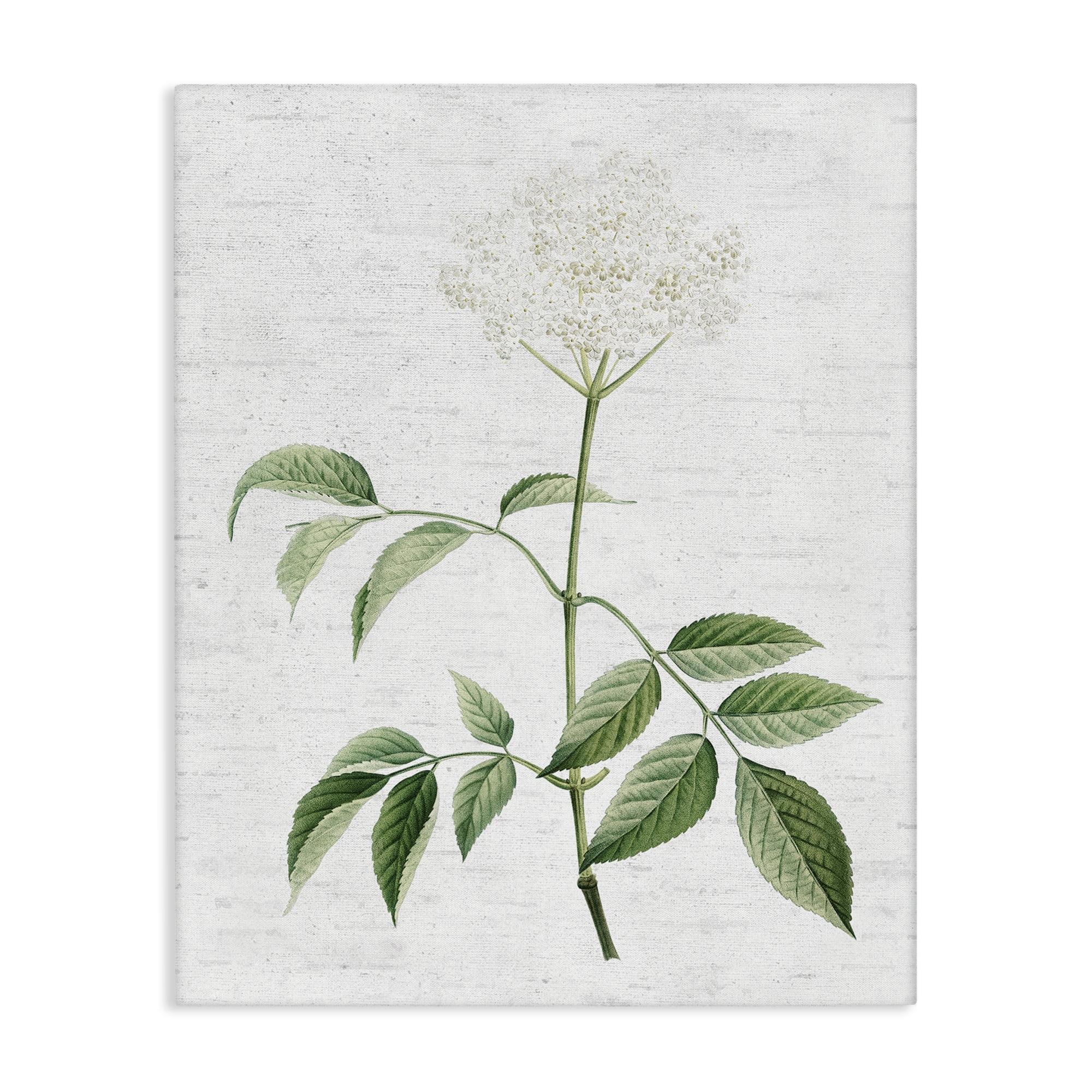 Stupell Industries Subtle Neutral Flower Botanical & Floral Painting Gallery Wrapped Canvas Art Print Wall Art, 30 x 40