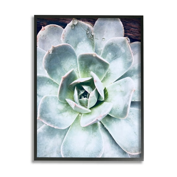 Stupell Industries Succulent Leaves Water Droplets Botanical & Floral Photography Black Framed Art Print Wall Art
