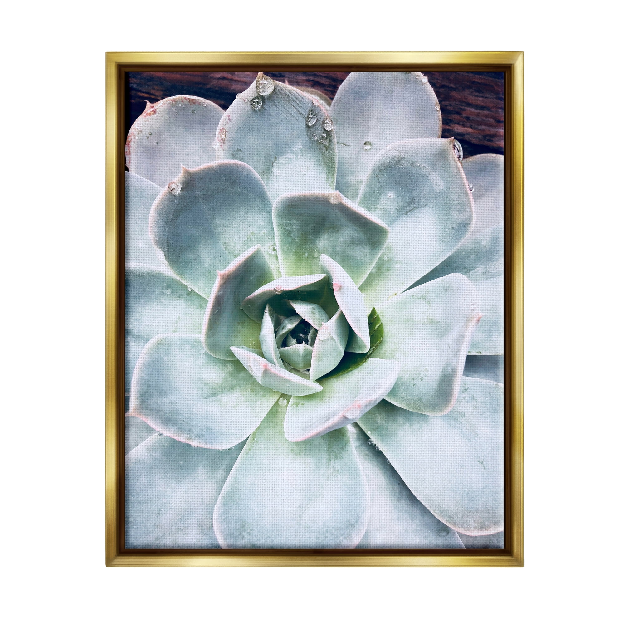 Stupell Industries Succulent Leaves Water Droplets Botanical & Floral Photography Gold Floater Framed Art Print Wall Art