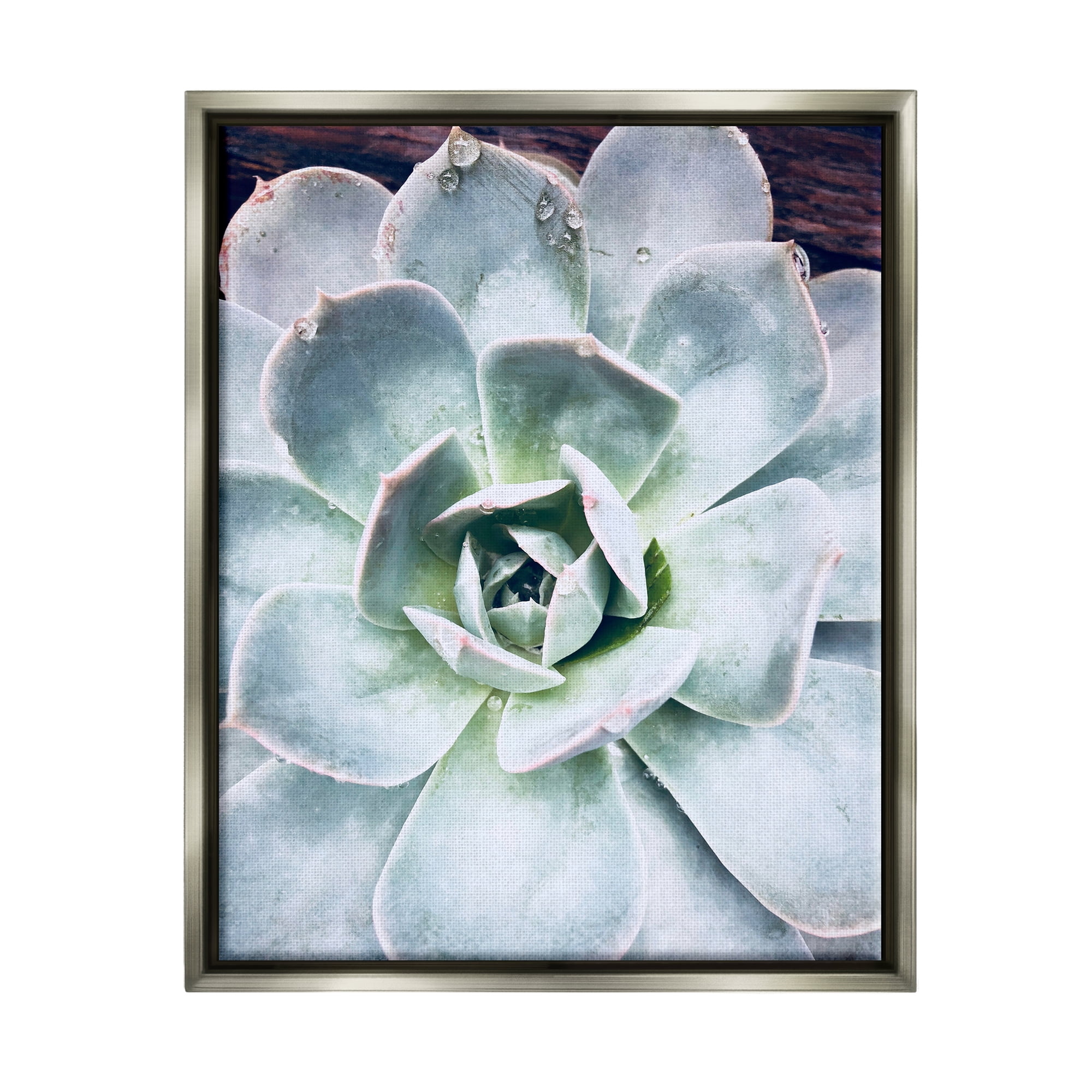 Stupell Industries Succulent Leaves Water Droplets Botanical & Floral Photography Gray Floater Framed Art Print Wall Art