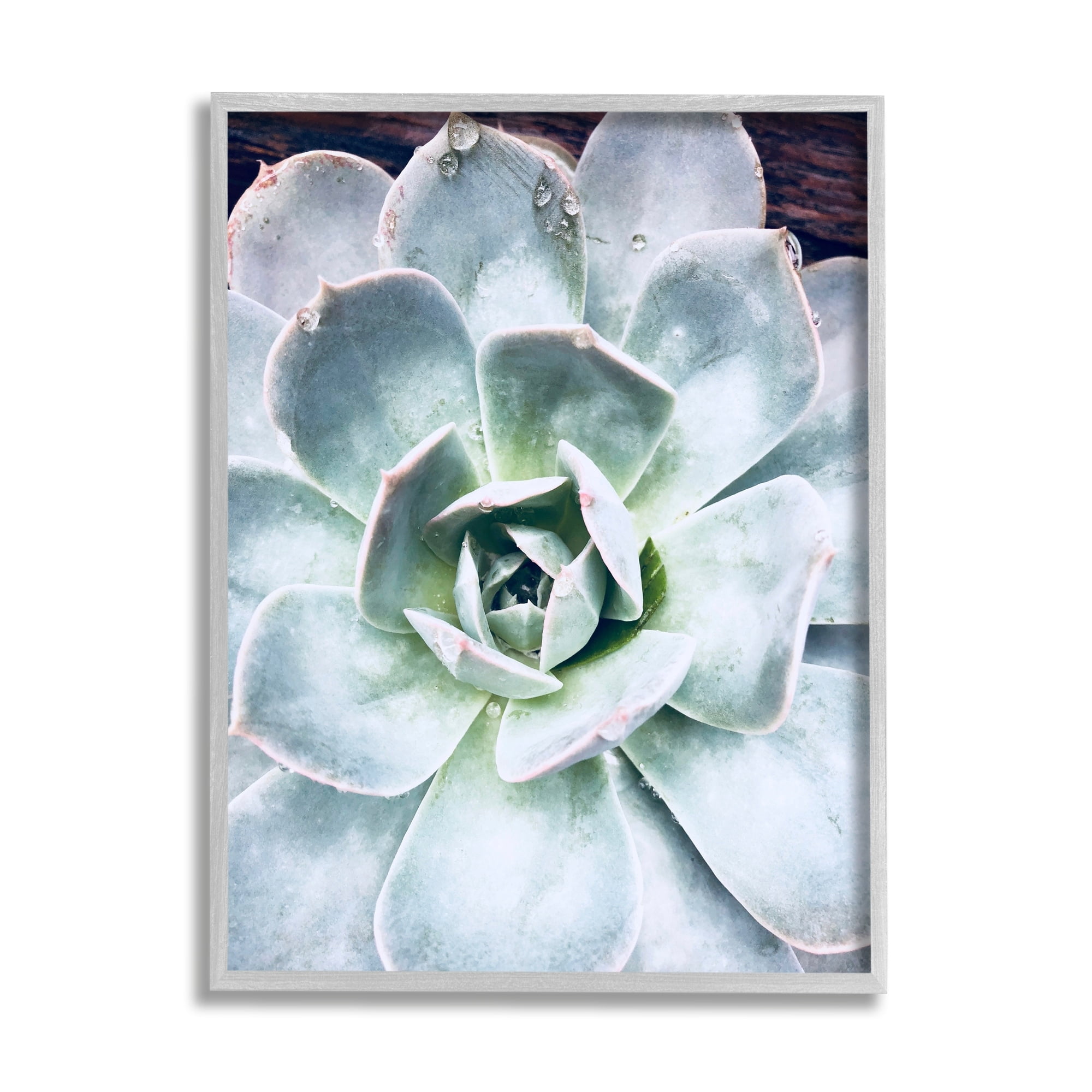 Stupell Industries Succulent Leaves Water Droplets Botanical & Floral Photography Gray Framed Art Print Wall Art