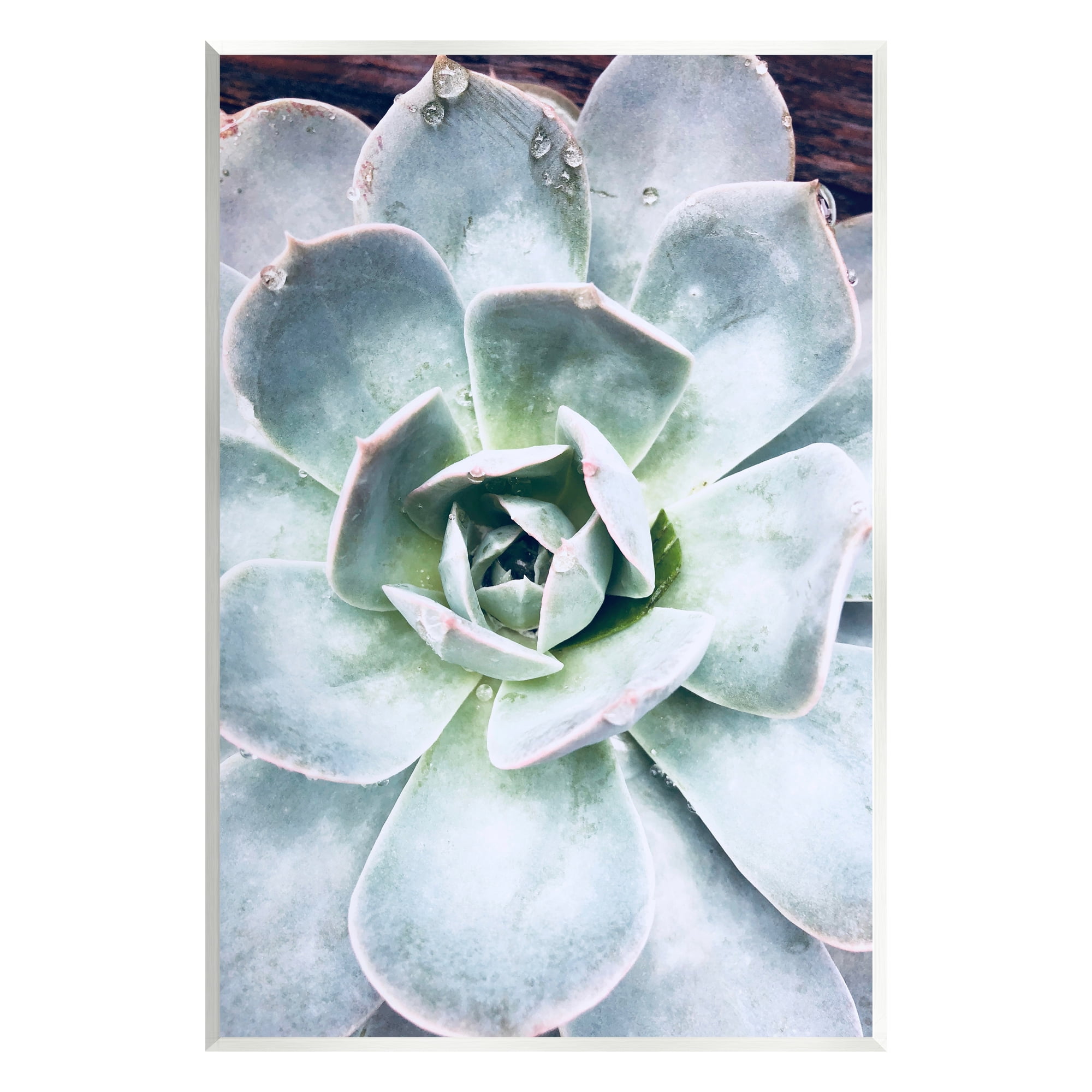 Stupell Industries Succulent Leaves Water Droplets Botanical & Floral Photography Unframed Art Print Wall Art