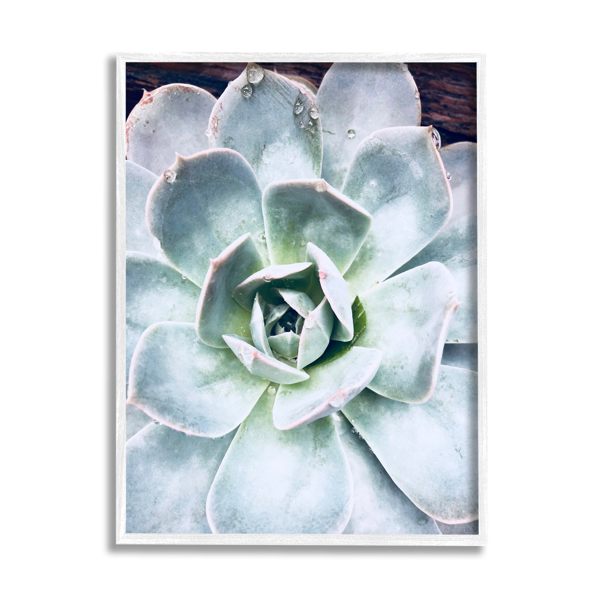 Stupell Industries Succulent Leaves Water Droplets Botanical & Floral Photography White Framed Art Print Wall Art
