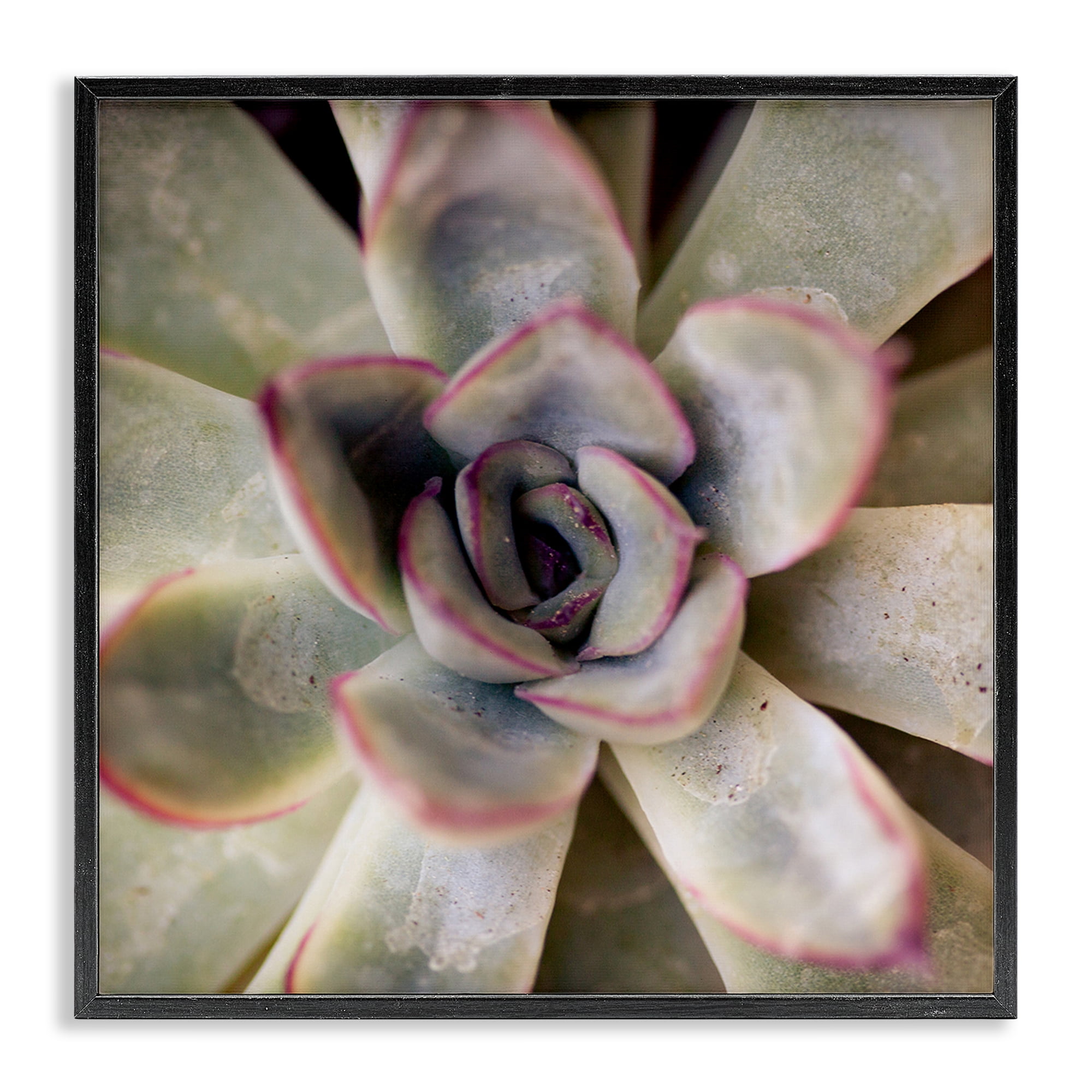 Stupell Industries Succulent Petals Pattern Plants & Flowers Photography Black Framed Art Print Wall Art, 17 x 17