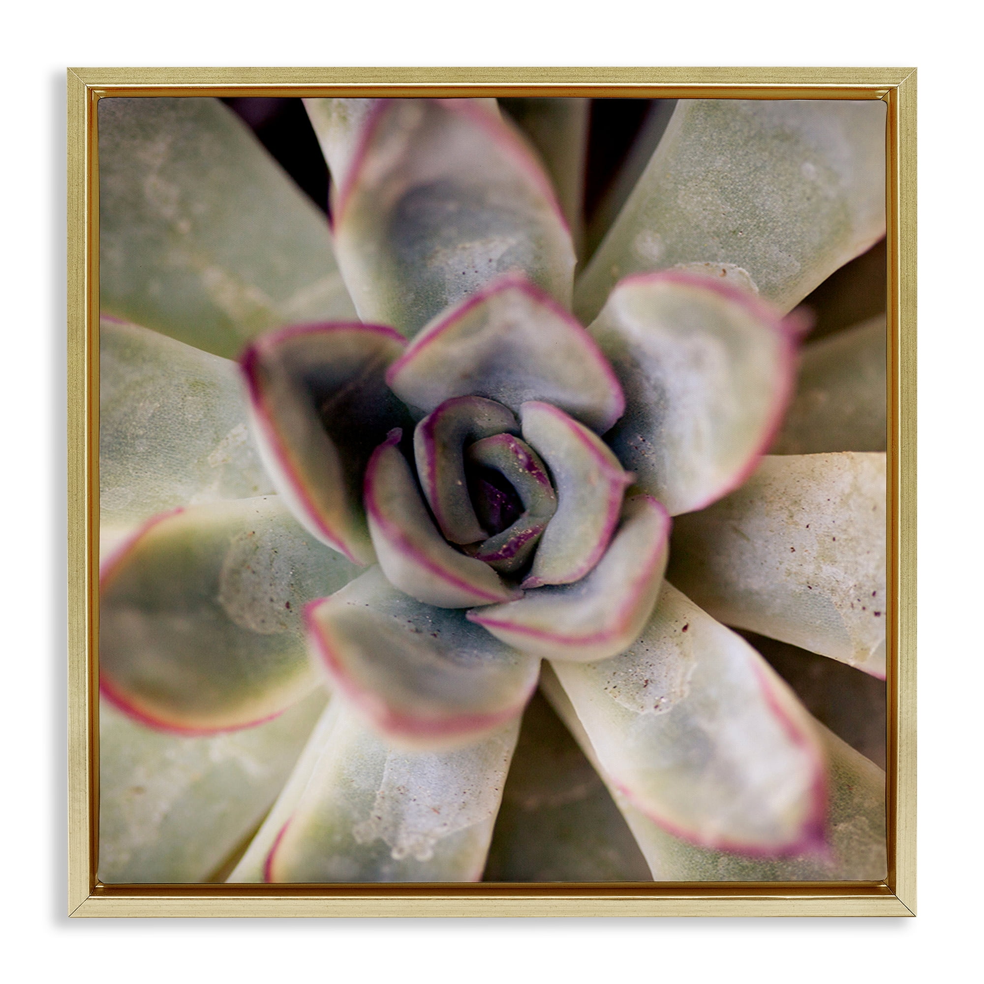Stupell Industries Succulent Petals Pattern Plants & Flowers Photography Gold Floater Framed Canvas Art Print Wall Art, 18 x 18