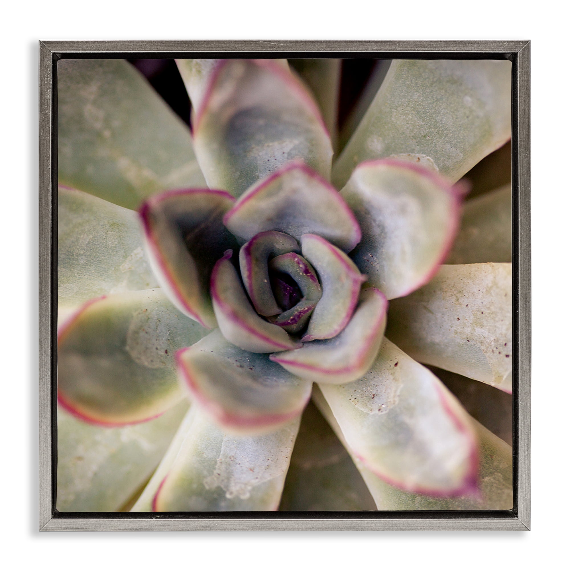 Stupell Industries Succulent Petals Pattern Plants & Flowers Photography Gray Floater Framed Canvas Art Print Wall Art, 18 x 18