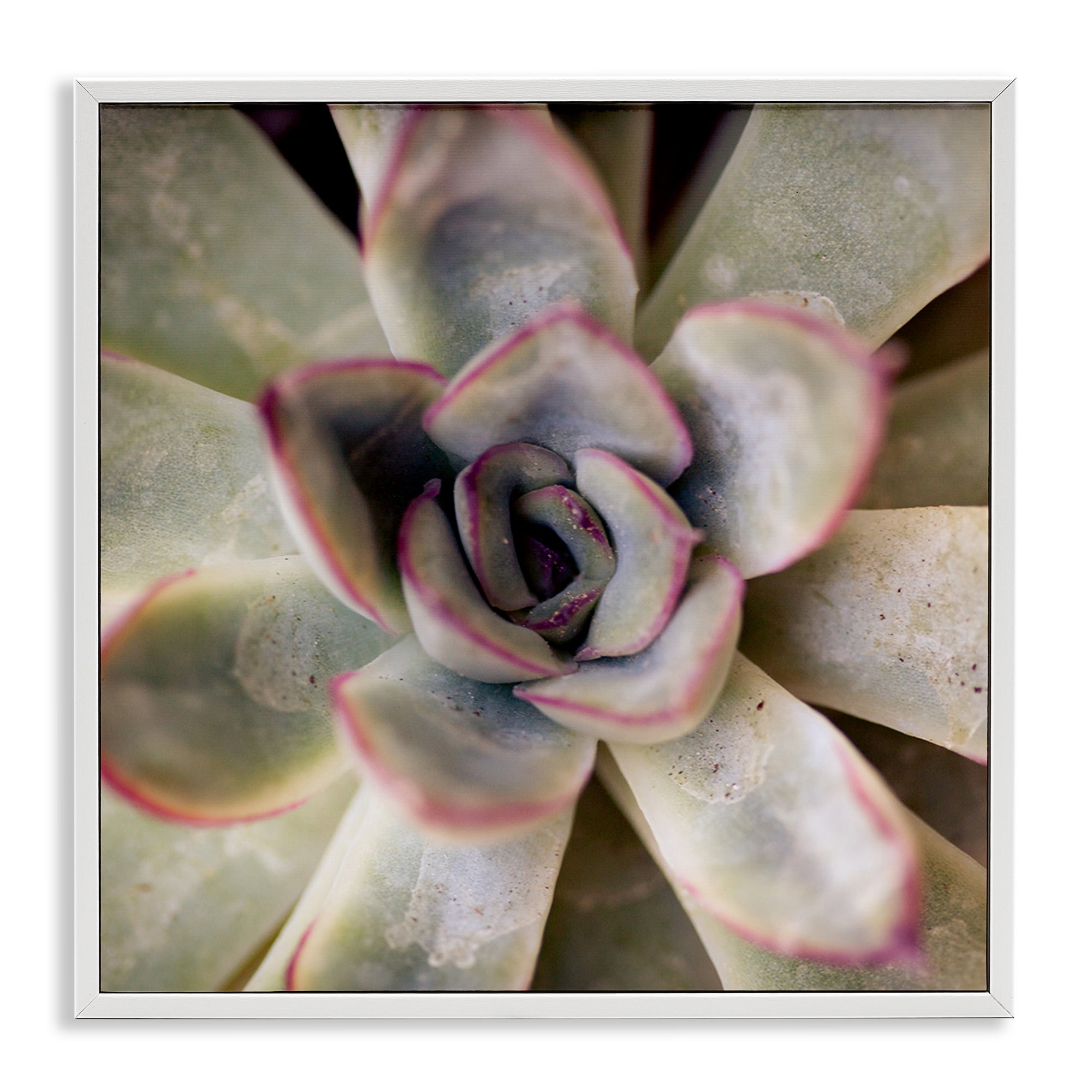 Stupell Industries Succulent Petals Pattern Plants & Flowers Photography White Framed Art Print Wall Art, 12 x 12