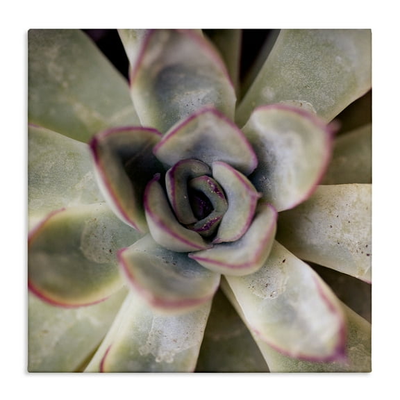 Stupell Industries Succulent Petals Pattern Plants & Flowers Photography Wrapped Canvas Art Print Wall Art, 17 x 17