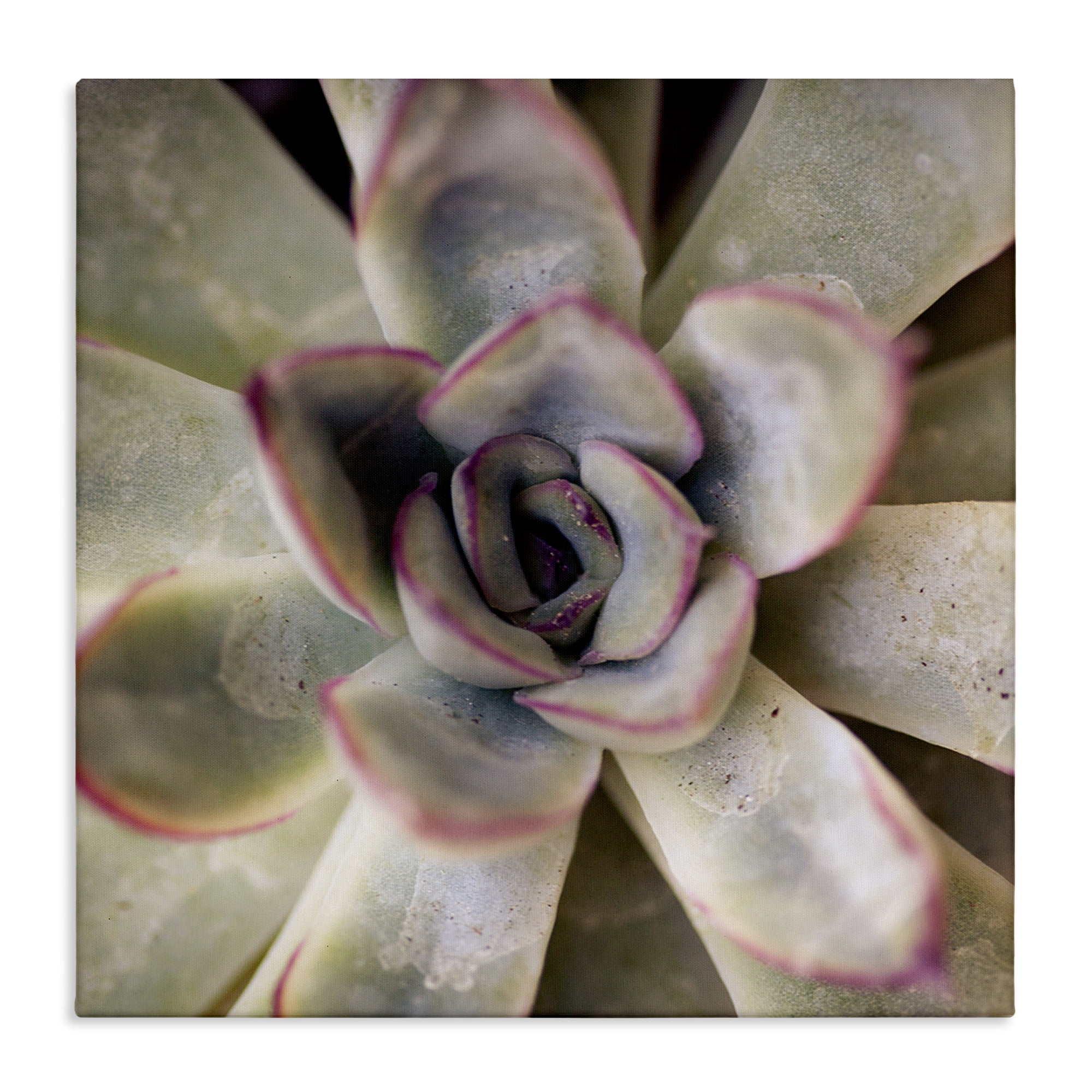 Stupell Industries Succulent Petals Pattern Plants & Flowers Photography Wrapped Canvas Art Print Wall Art, 30 x 30