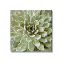 Stupell Industries Succulent Plant Abstract View Botanical & Floral Painting Gallery Wrapped Canvas Print Wall Art