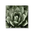 thumbnail image 1 of Stupell Industries Succulent Plant Close Up View Botanical & Floral Painting Gallery Wrapped Canvas Print Wall Art, 1 of 5