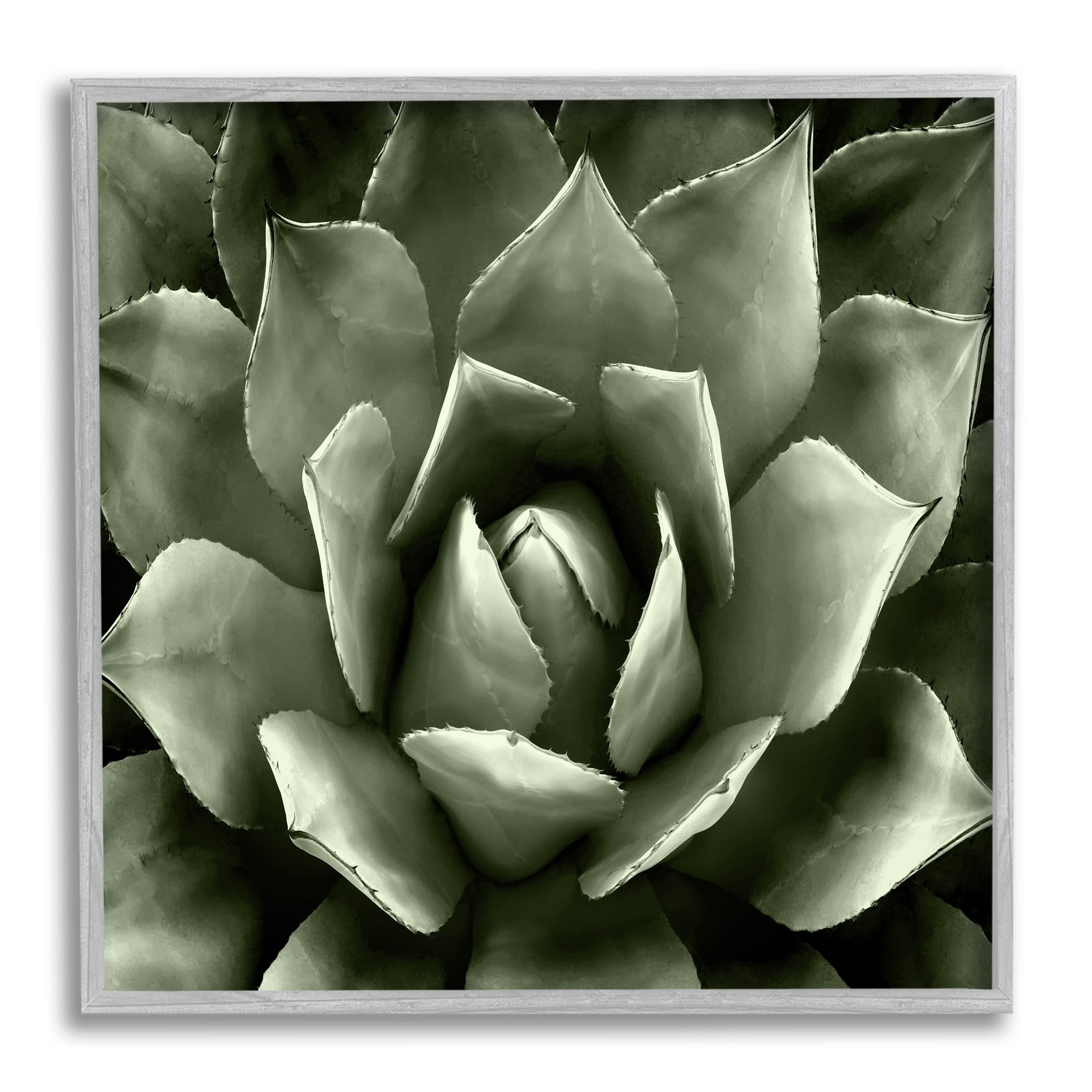 Stupell Industries Succulent Plant Close Up View Botanical & Floral Painting Gray Framed Art Print Wall Art