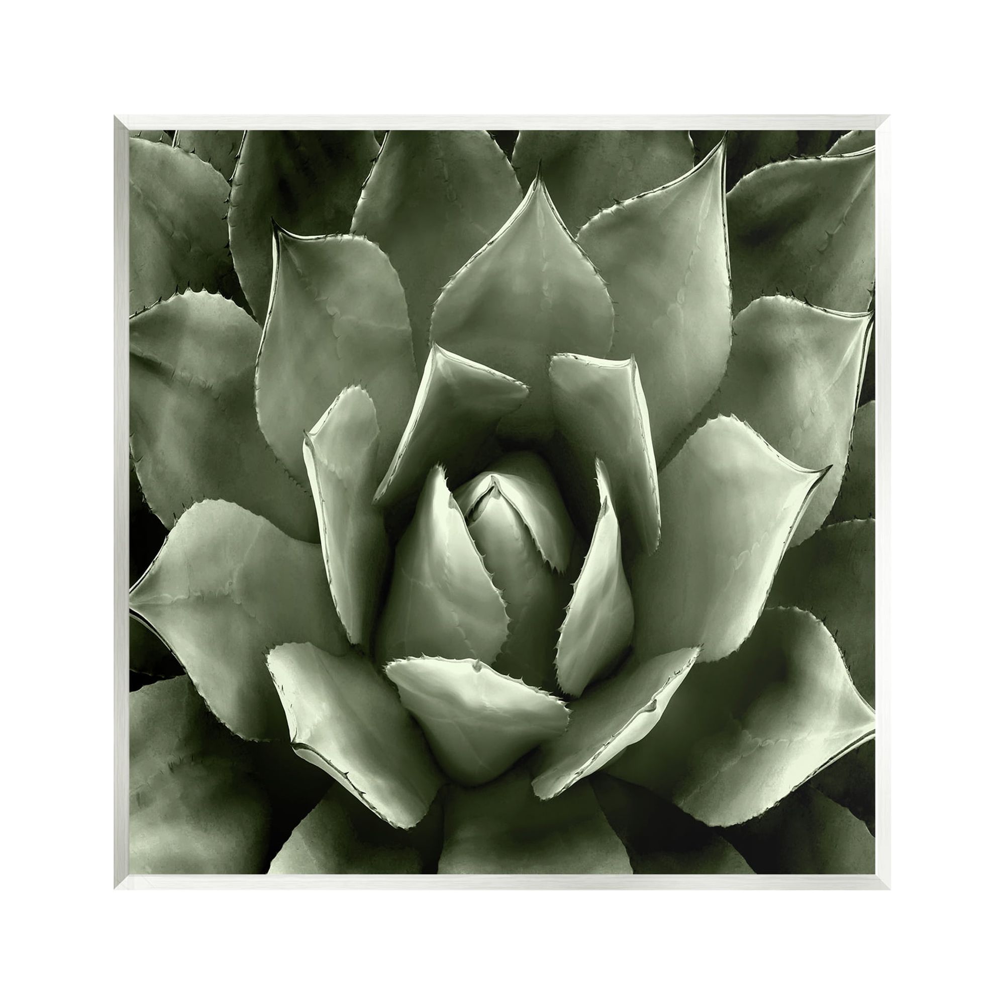 Stupell Industries Succulent Plant Close Up View Botanical & Floral Painting Unframed Art Print Wall Art