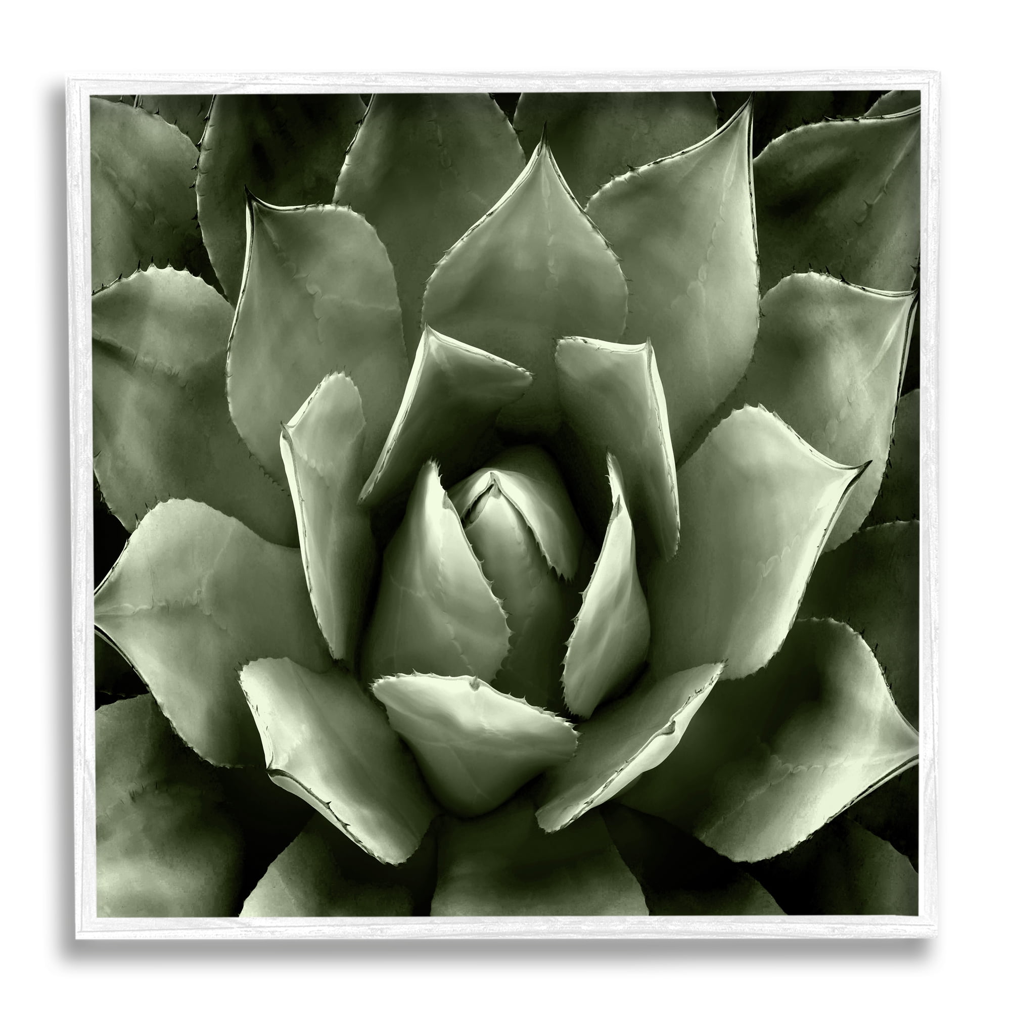 Stupell Industries Succulent Plant Close Up View Botanical & Floral Painting White Framed Art Print Wall Art