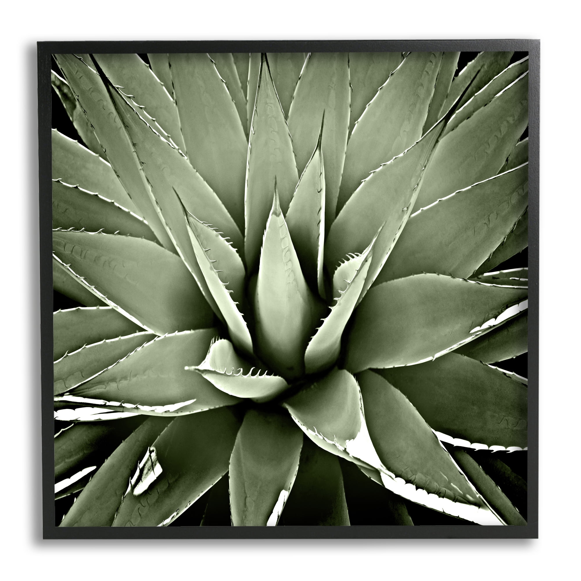 Stupell Industries Succulent Plant Lush Leaves Botanical & Floral Painting Black Framed Art Print Wall Art