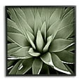 thumbnail image 1 of Stupell Industries Succulent Plant Lush Leaves Botanical & Floral Painting Black Framed Art Print Wall Art, 1 of 7