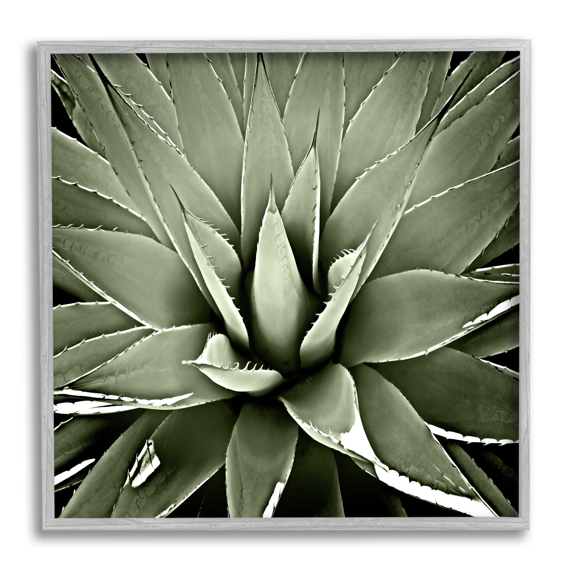 Stupell Industries Succulent Plant Lush Leaves Botanical & Floral Painting Gray Framed Art Print Wall Art