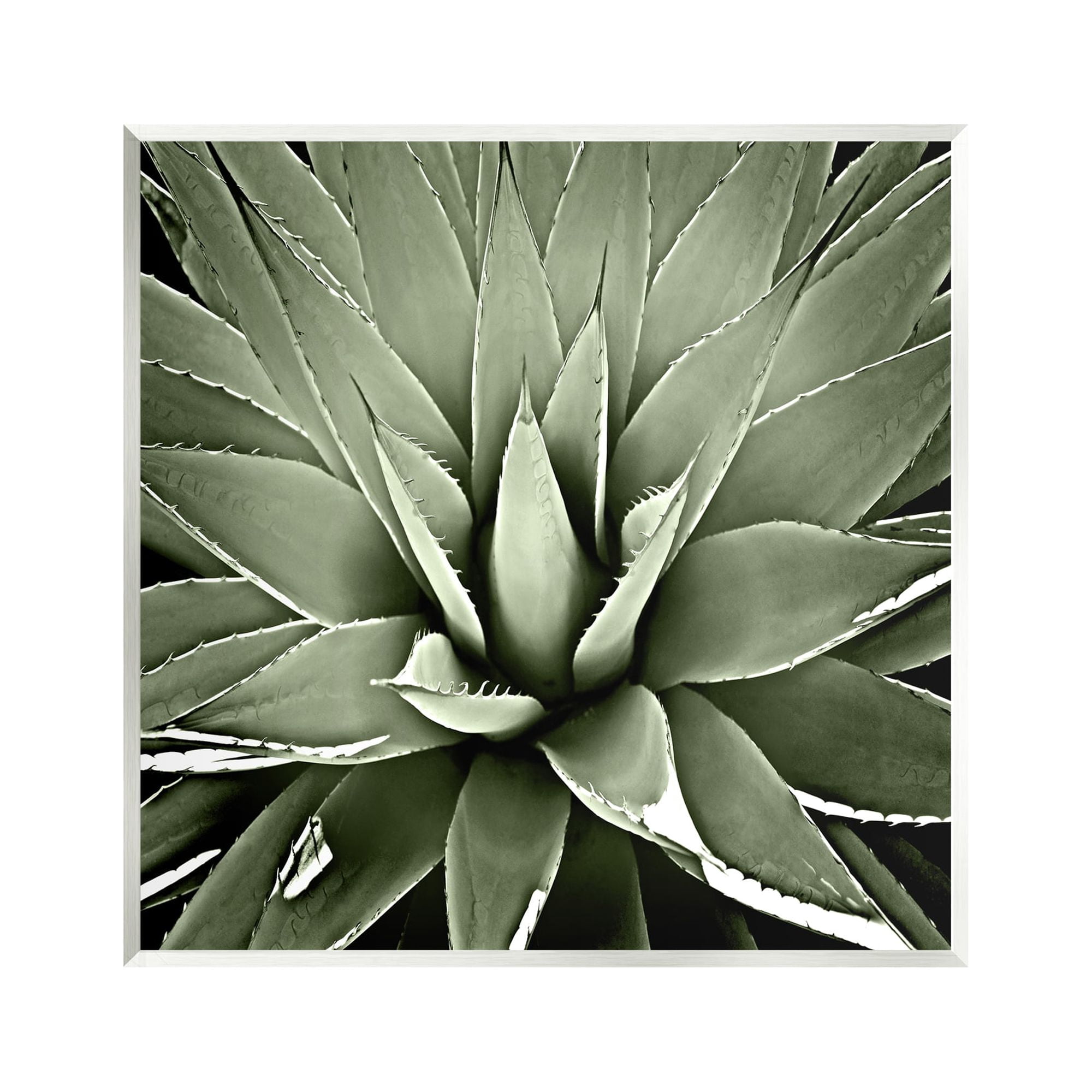 Stupell Industries Succulent Plant Lush Leaves Botanical & Floral Painting Unframed Art Print Wall Art