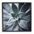 thumbnail image 1 of Stupell Industries Succulent Plant Photography Botanical & Floral Photography Black Framed Art Print Wall Art, 1 of 7