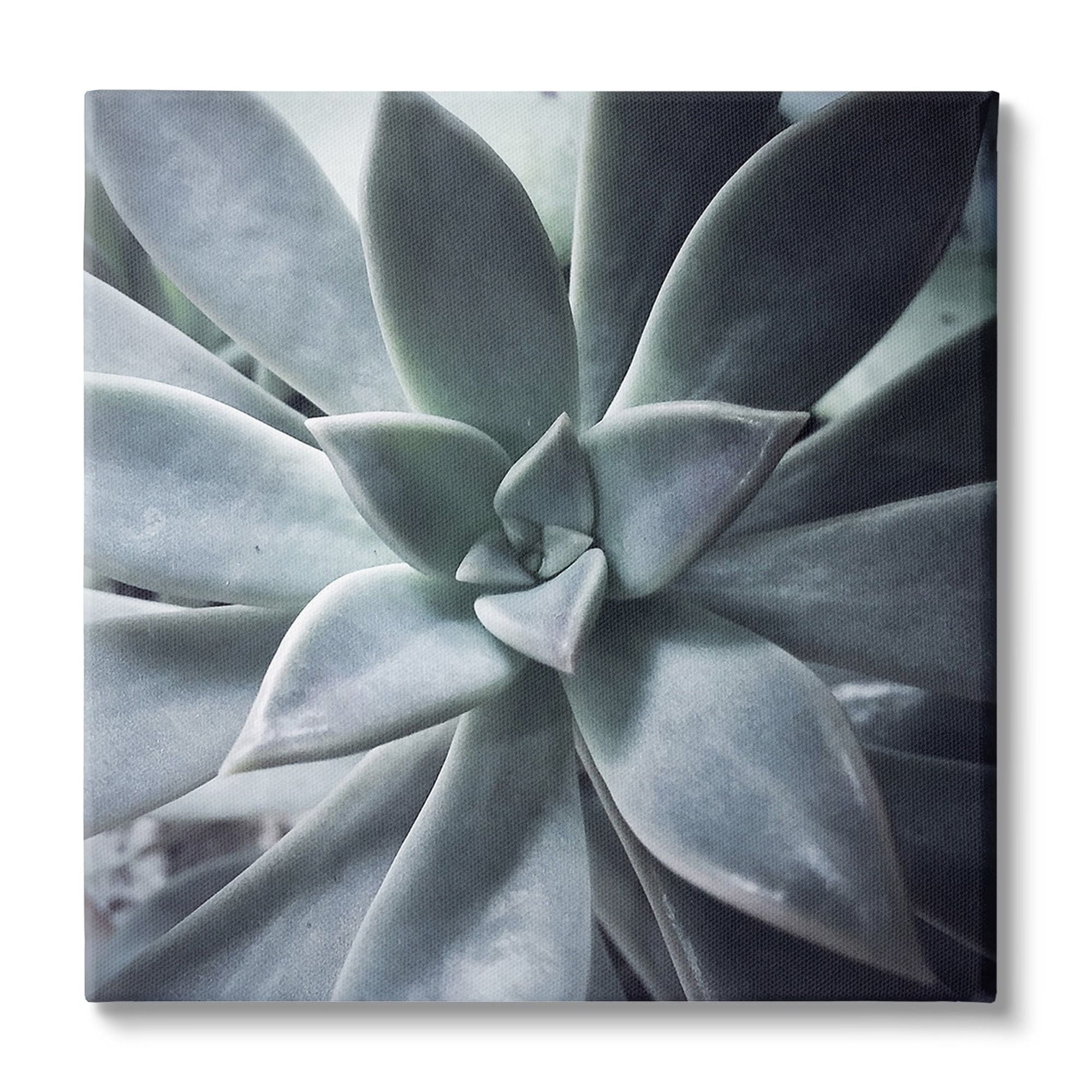 Stupell Industries Succulent Plant Photography Botanical & Floral Photography Gallery Wrapped Canvas Print Wall Art