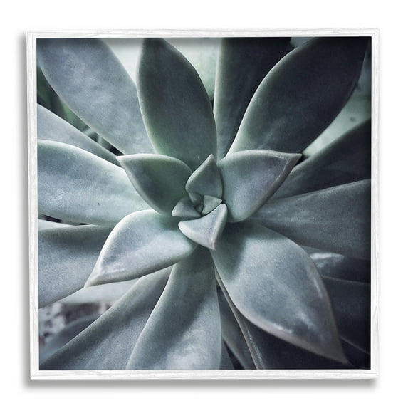 Stupell Industries Succulent Plant Photography Botanical & Floral Photography White Framed Art Print Wall Art