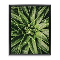 Stupell Industries Succulent in Rain Botanical & Floral Photography Black Floater Framed Art Print Wall Art, 17 x 21