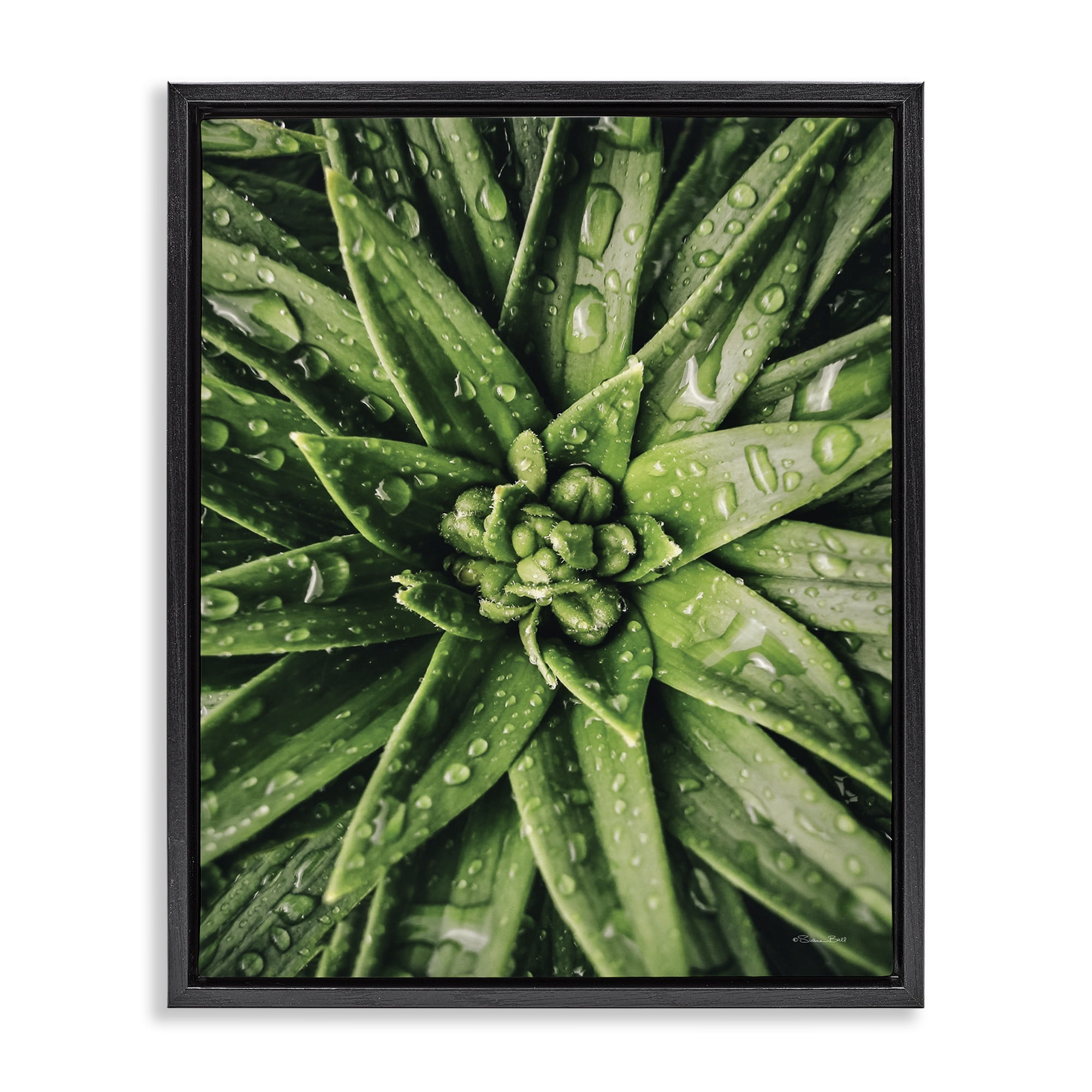 Stupell Industries Succulent in Rain Botanical & Floral Photography Black Floater Framed Art Print Wall Art, 25 x 31