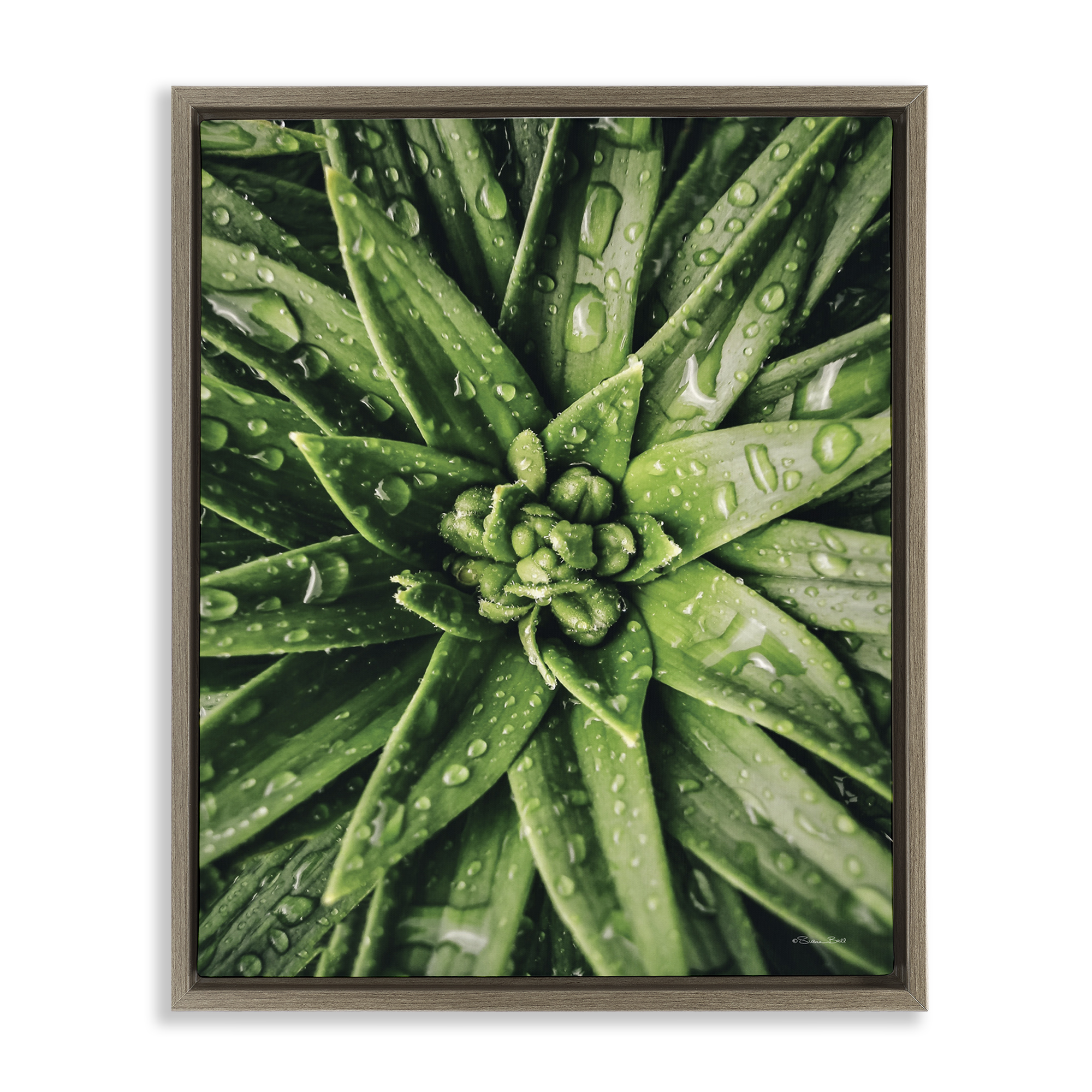 Stupell Industries Succulent in Rain Botanical & Floral Photography Brown Floater Framed Art Print Wall Art, 17 x 21