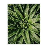 Stupell Industries Succulent in Rain Botanical & Floral Photography Gallery Wrapped Canvas Art Print Wall Art, 16 x 20