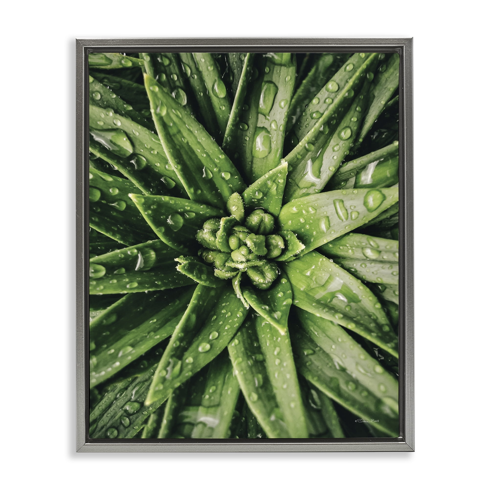 Stupell Industries Succulent in Rain Botanical & Floral Photography Gray Floater Framed Art Print Wall Art, 25 x 31