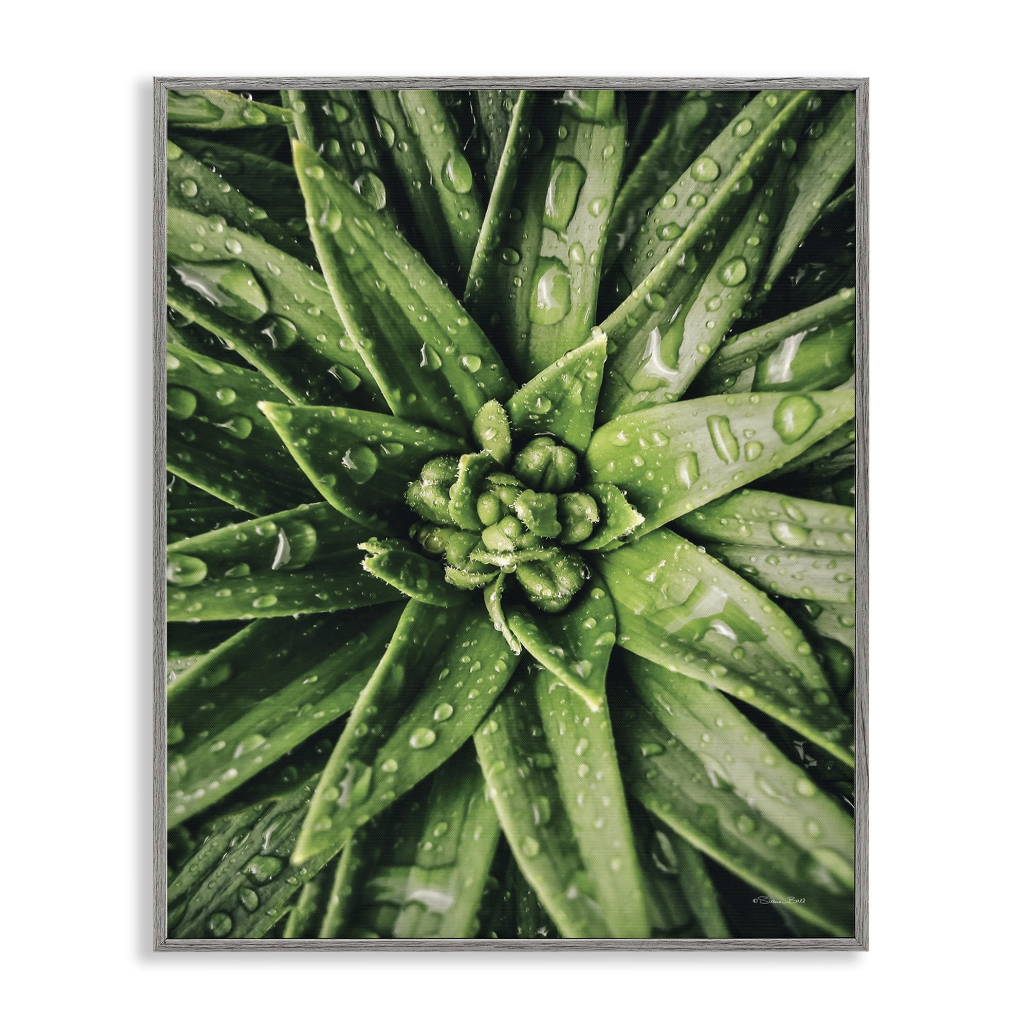 Stupell Industries Succulent in Rain Botanical & Floral Photography Gray Framed Art Print Wall Art, 16 x 20