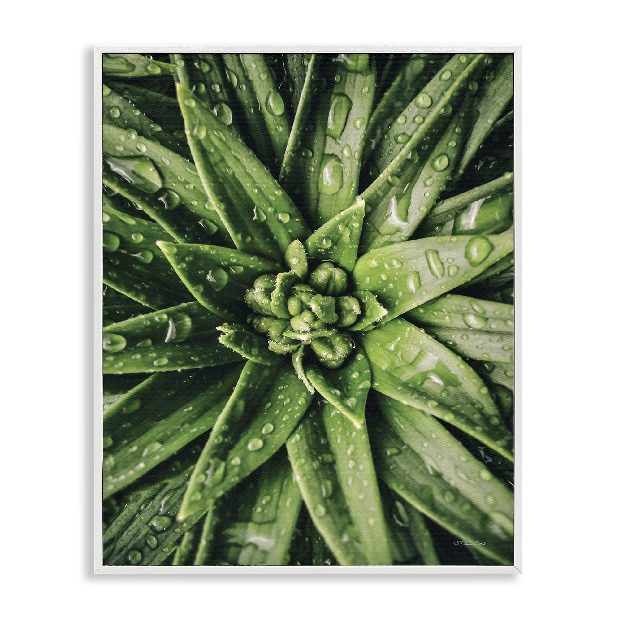 Stupell Industries Succulent in Rain Botanical & Floral Photography White Framed Art Print Wall Art, 24 x 30