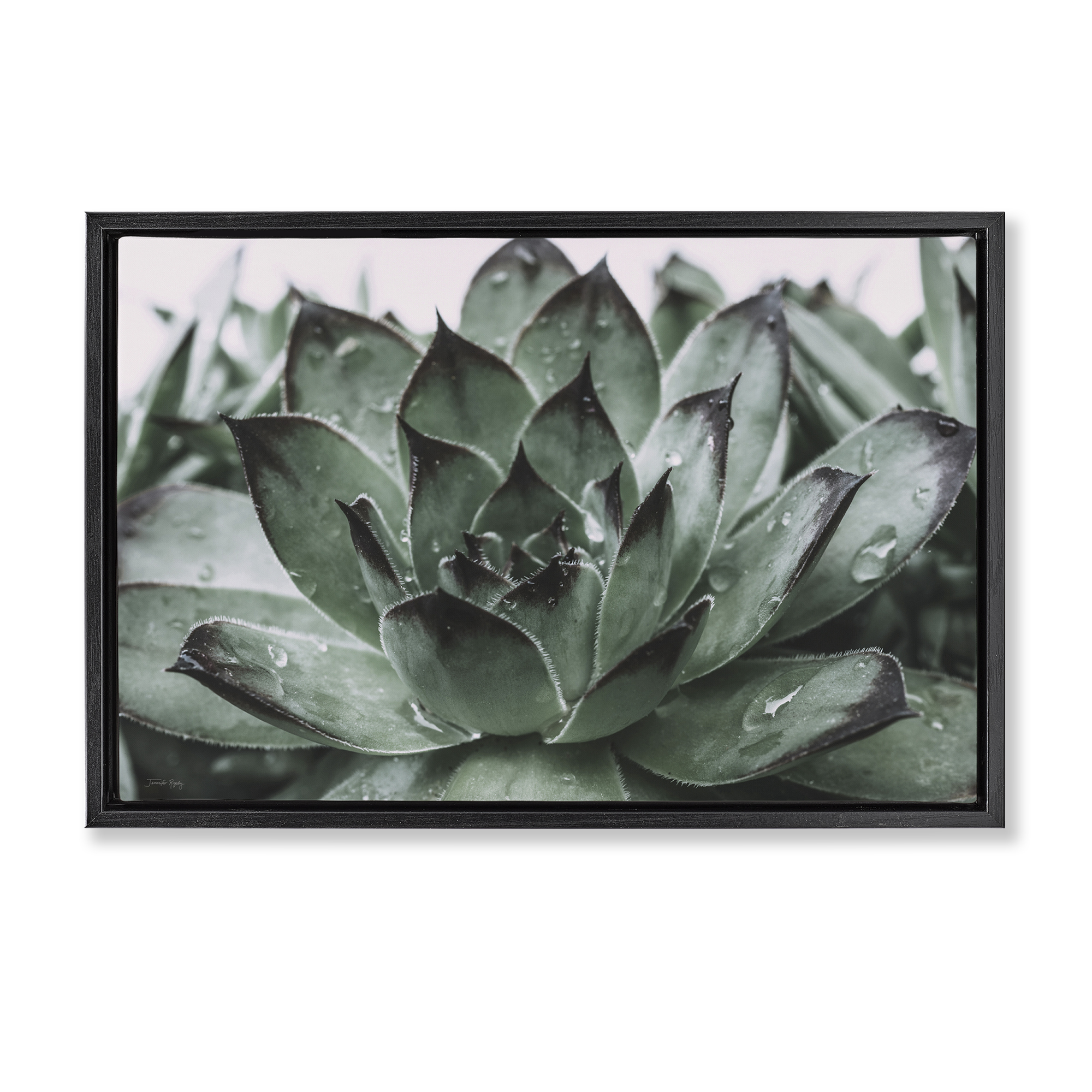 Stupell Industries Succulent with Rain Droplets Plants & Flowers Painting Black Floater Framed Canvas Art Print Wall Art, 25 x 17