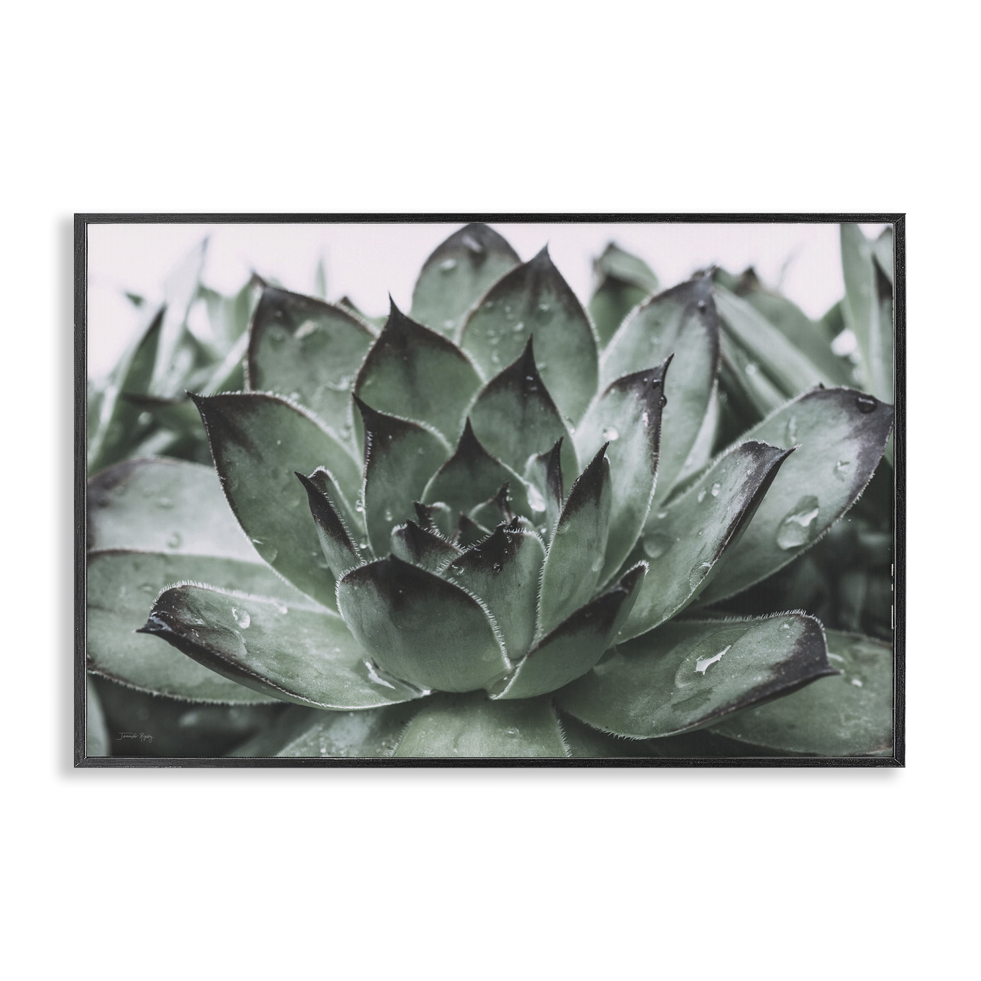 Stupell Industries Succulent with Rain Droplets Plants & Flowers Painting Black Framed Art Print Wall Art, 18 x 12