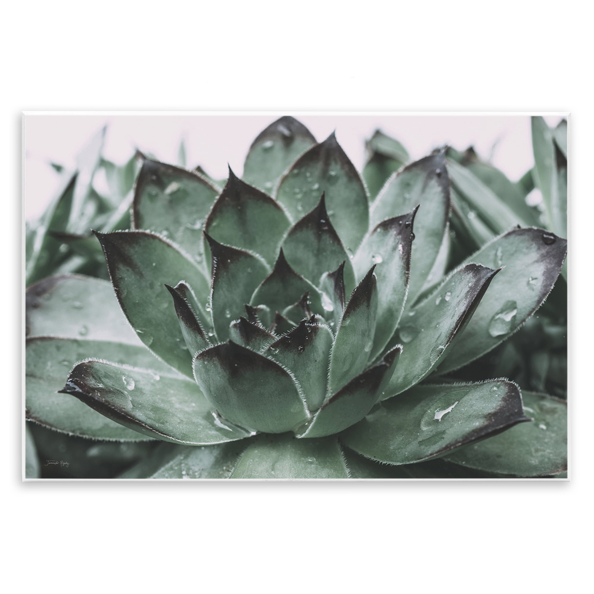 Stupell Industries Succulent with Rain Droplets Plants & Flowers Painting Unframed Art Print Wall Art, 15 x 10