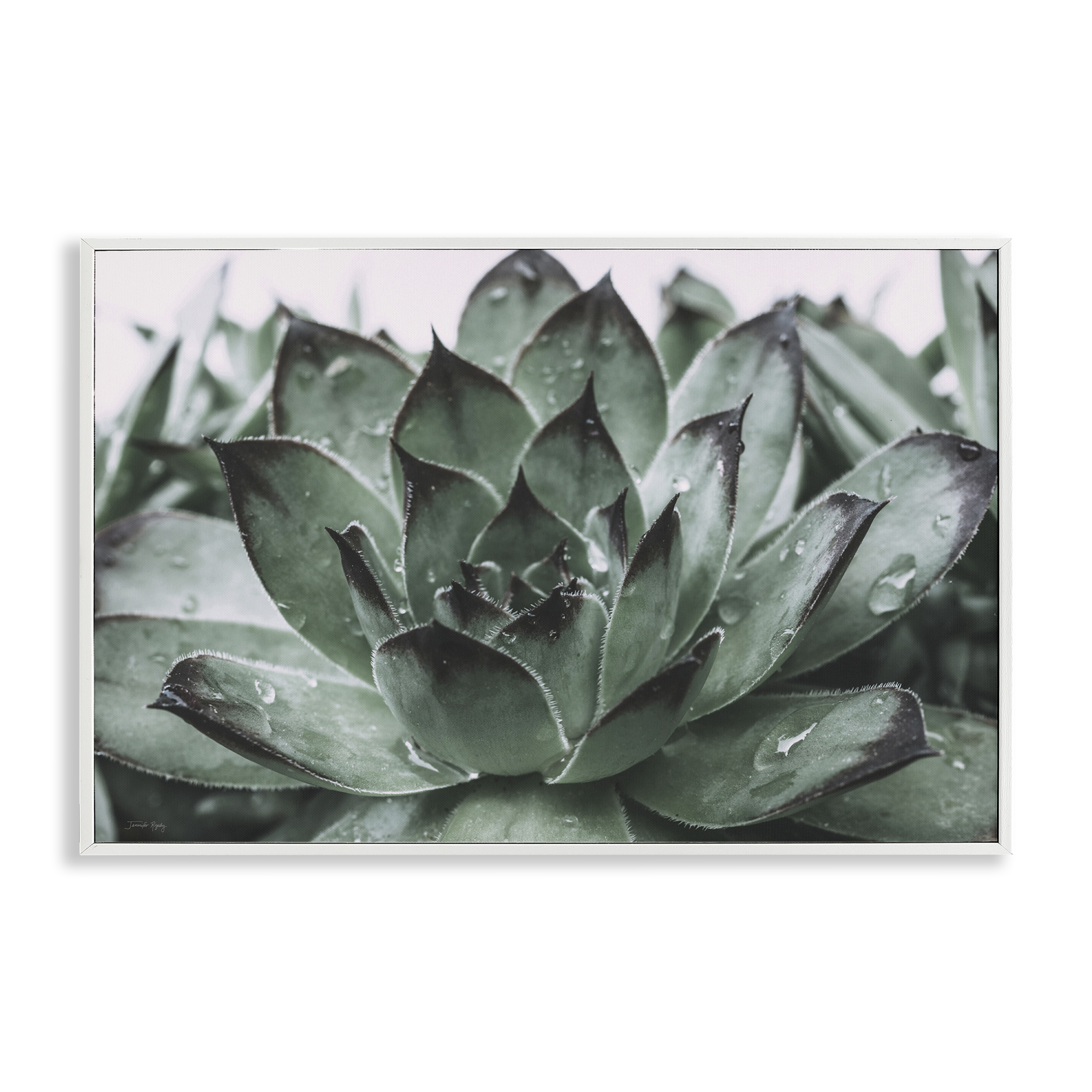 Stupell Industries Succulent with Rain Droplets Plants & Flowers Painting White Framed Art Print Wall Art, 30 x 20