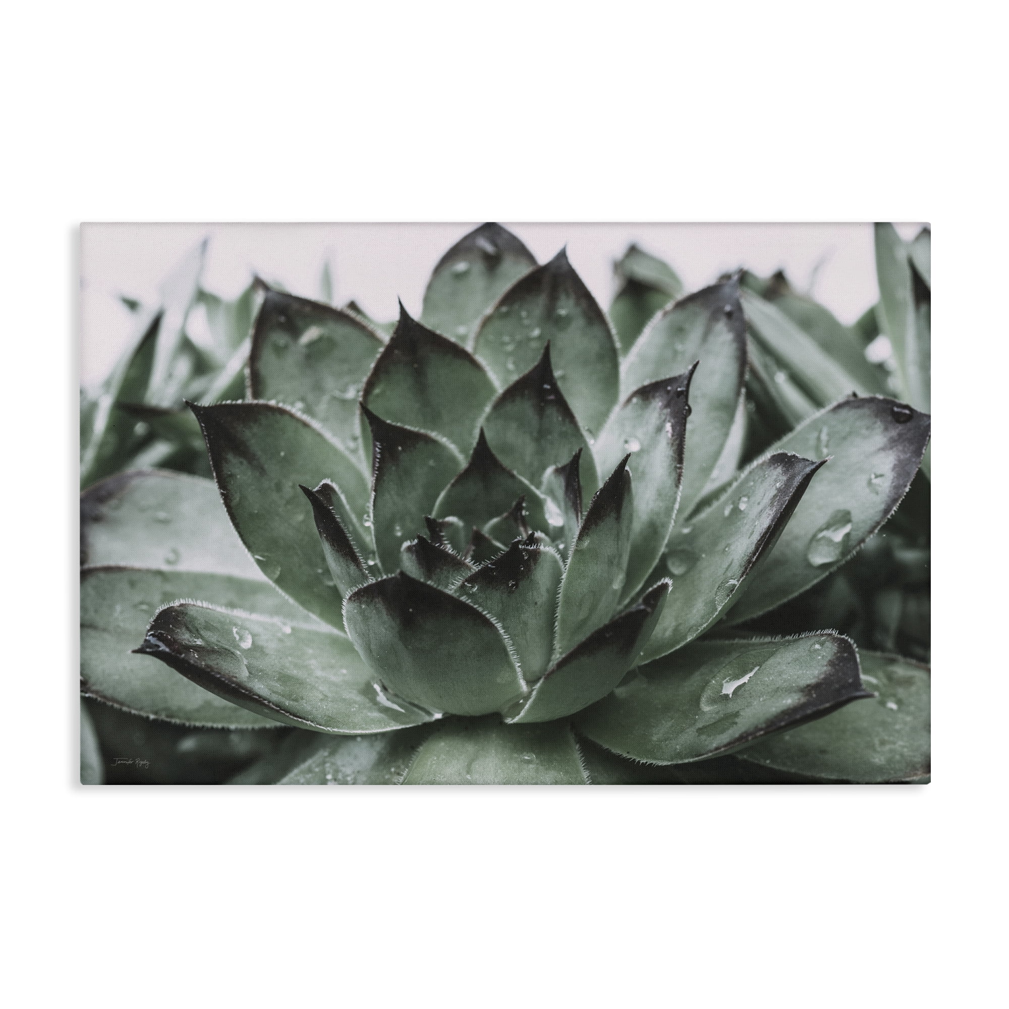 Stupell Industries Succulent with Rain Droplets Plants & Flowers Painting Wrapped Canvas Art Print Wall Art, 30 x 20