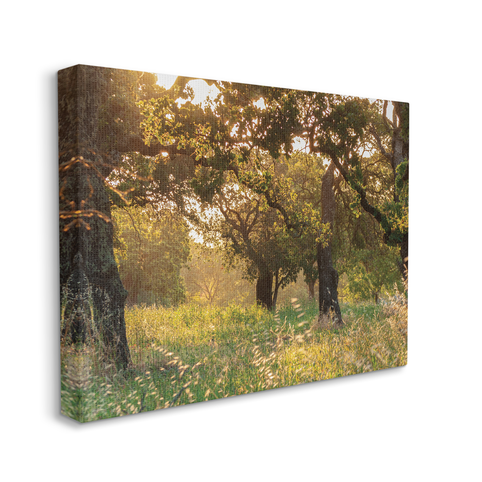 Stupell Industries Summer Sunlight Forest Trees Wild Tall Grass, 16 x 20, Designed by Nancy Crowell