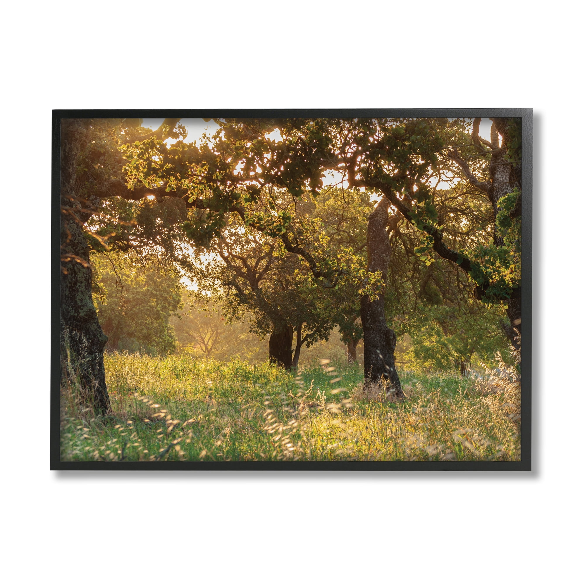 Stupell Industries Summer Sunlight Forest Trees Wild Tall Grass Photography Black Framed Art Print Wall Art, 11x14, by Nancy Crowell