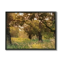Stupell Industries Summer Sunlight Forest Trees Wild Tall Grass Photography Black Framed Art Print Wall Art, 16x20, by Nancy Crowell