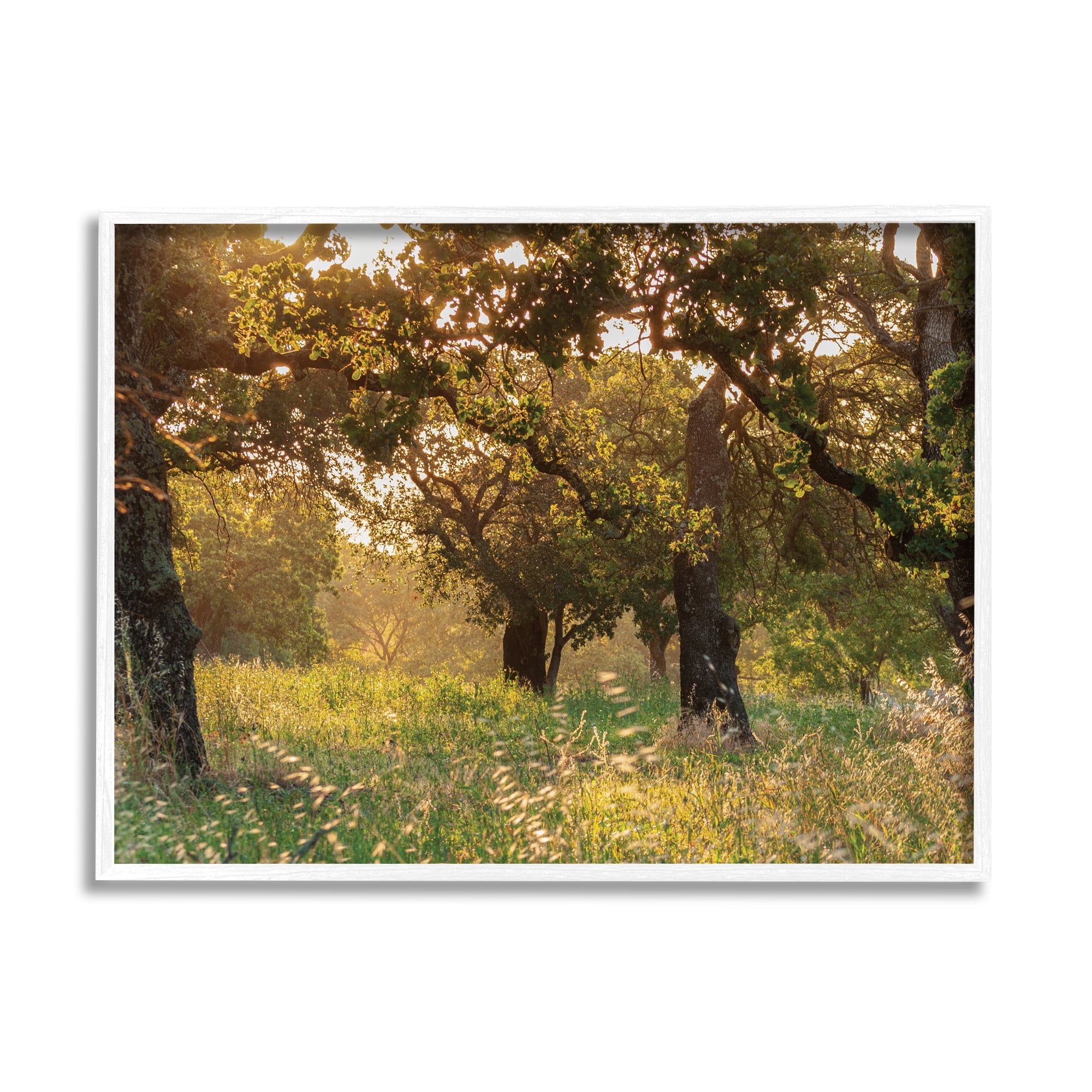 Stupell Industries Summer Sunlight Forest Trees Wild Tall Grass Photography White Framed Art Print Wall Art, 11x14, by Nancy Crowell